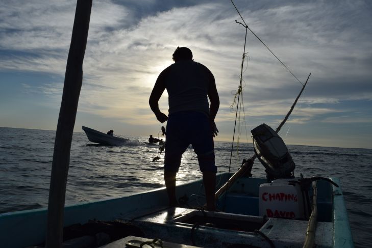 Ante escasez de especies, pescadores han optado por criaderos en Celestún